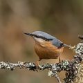 Kleiber (Sitta europaea)