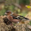Buchfink (Fringilla coelebs) Männlich