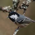 Tannenmeise (Periparus ater)
