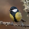 Kohlmeise (parus major)