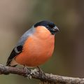 Dompfaff (Pyrrhula pyrrhula) Männchen