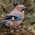 Eichelhäher (Garrulus glandarius)