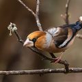Kernbeißer (Coccothraustes Coccothraustes) Männchen