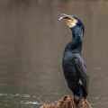 Kormoran (Phalacrocorax carbo)