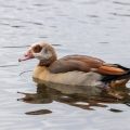 Nilgans (Alopochen aegyptiacus)Nilgans (Alopochen aegyptiacus)