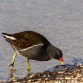 Teichhuhn (Gallinula chloropus)