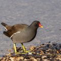 Teichhuhn (Gallinula chloropus)