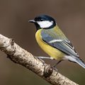 Kohlmeise (parus major)