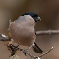 Dompfaff (Pyrrhula pyrrhula) Weibchen