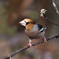 Kernbeißer (Coccothraustes coccothraustes) Weibchen