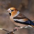 Kernbeißer (Coccothraustes Coccothraustes) Männchen