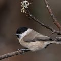Sumpfmeise (Poecile palustris)
