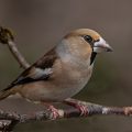 Kernbeißer (Coccothraustes coccothraustes) Weibchen