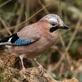 Eichelhäher (Garrulus glandarius)