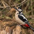 Buntspecht (Dendrocopos major) Weibchen