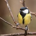 Kohlmeise (parus major)