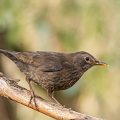 Amsel (Turdus merula)
