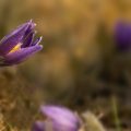 Küchenschelle (Pulsatilla vulgaris)