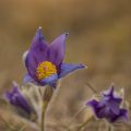 Küchenschelle (Pulsatilla vulgaris)