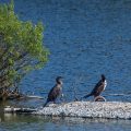 Kormoran (Phalacrocorax carbo)