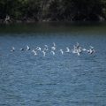 Trauerseeschwalben