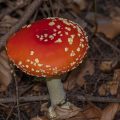 Fliegenpilz (Amanita muscaria)
