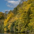Herbstwald
