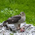 Sperber (Accipiter nisus) Weibchen