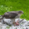 Sperber (Accipiter nisus) Weibchen