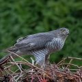 Sperber (Accipiter nisus) Weibchen