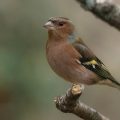 Buchfink (Fringilla coelebs) Männlich