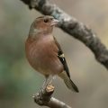 Buchfink (Fringilla coelebs) Männlich