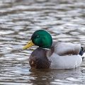 Stockente (Anas platyrhynchos)Männchen
