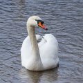 Höckerschwan (Cygnus olor)