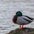Stockente (Anas platyrhynchos)Männchen