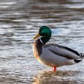 Stockente (Anas platyrhynchos)Männchen