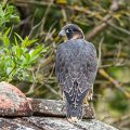 Wanderfalke (Falco peregrinus)Jungvogel