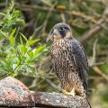 Wanderfalke (Falco peregrinus)Jungvogel