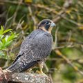 Wanderfalke (Falco peregrinus)Jungvogel