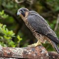 Wanderfalke (Falco peregrinus)Jungvogel