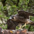 Wanderfalke (Falco peregrinus)Jungvogel
