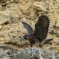 Wanderfalke (Falco peregrinus)Jungvogel