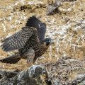 Wanderfalke (Falco peregrinus)Jungvogel