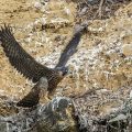 Wanderfalke (Falco peregrinus)Jungvogel