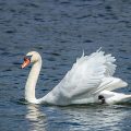 Höckerschwan (Cygnus olor)