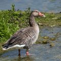 Graugans (Anser anser)