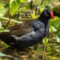 Teichhuhn (Gallinula chloropus)