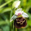 Hummelragwurz (Ophrys holoserica)