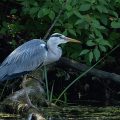 Graureiher (Ardea cinerea)