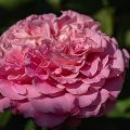 Edelrose